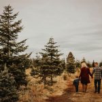 Spokane Christmas Tree Farms green bluff farm