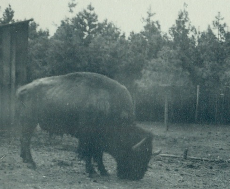 History of Spokane's Manito Park zoo