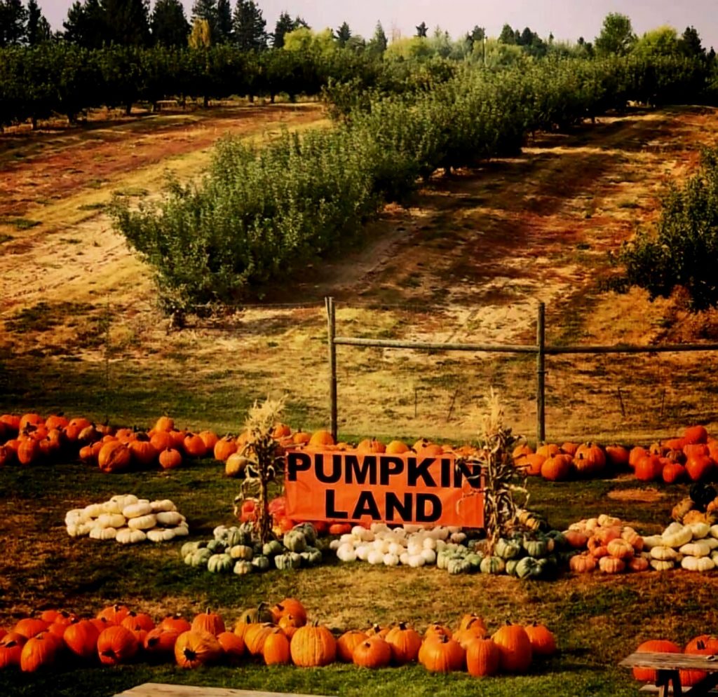 Spokane Pumpkin Patches