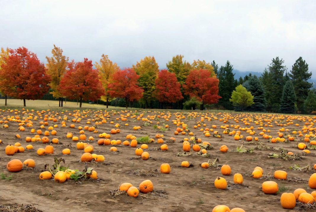 Spokane Pumpkin Patches