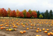 Spokane Pumpkin Patches