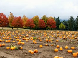 Spokane Pumpkin Patches