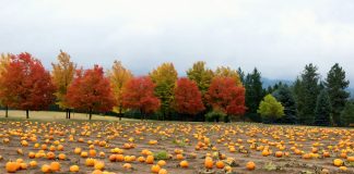 Spokane Pumpkin Patches