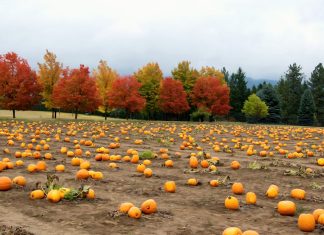 Spokane Pumpkin Patches