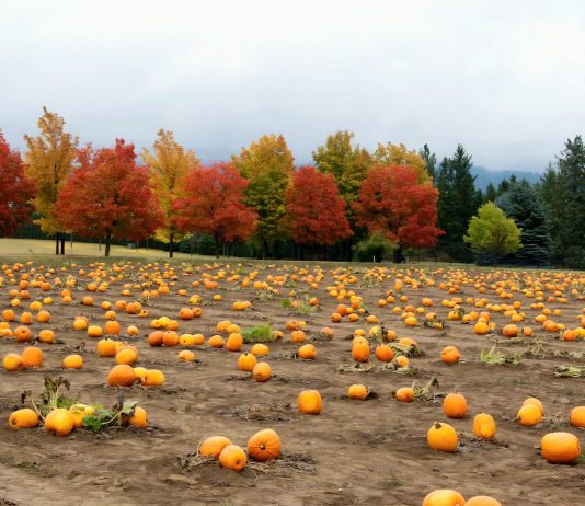 Spokane Pumpkin Patches