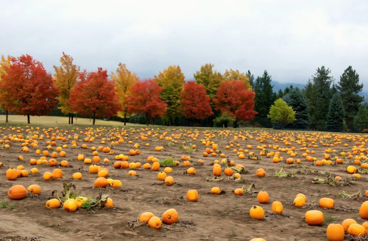 Spokane Pumpkin Patches