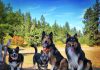 Spokane Dog parks