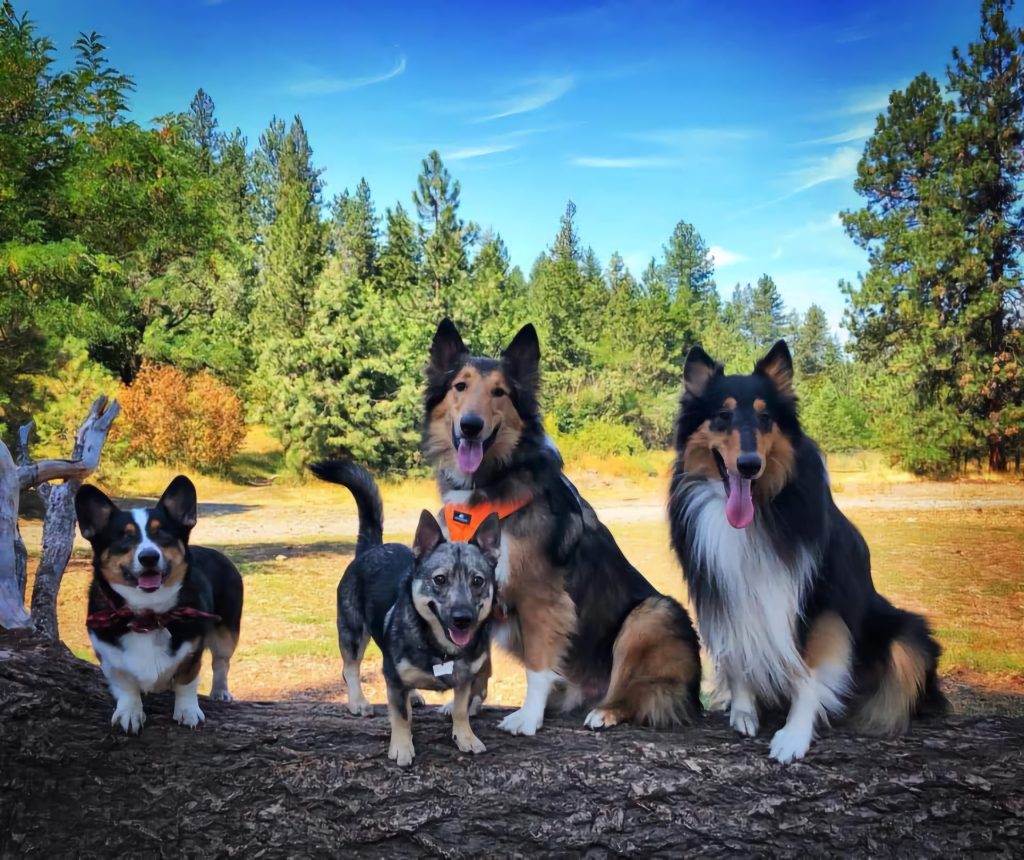 Spokane Dog parks