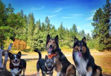 Spokane Dog parks