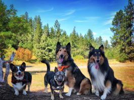 Spokane Dog parks