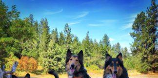 Spokane Dog parks