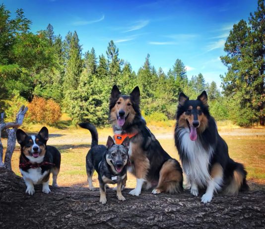 Spokane Dog parks