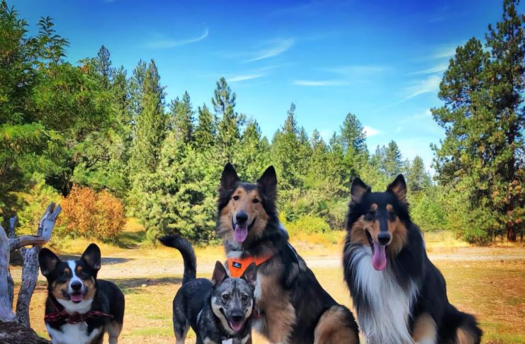 Spokane Dog parks