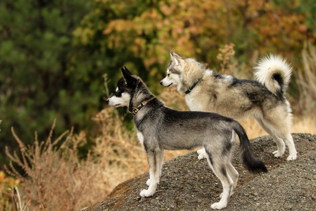 Spokane Dog parks