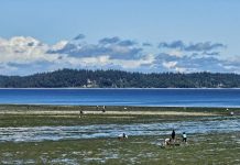 People on the shore at Tolmie State Beach during low tide, with an island in the distance and clouds in the sky