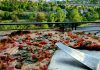 Spokane pizza
